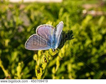 Close-up Of The Adult Common Blue Butterfly Or European Common Blue (polyommatus Icarus) Sitting On 