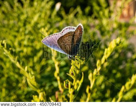 Close-up Of The Adult Common Blue Butterfly Or European Common Blue (polyommatus Icarus) With Visibl