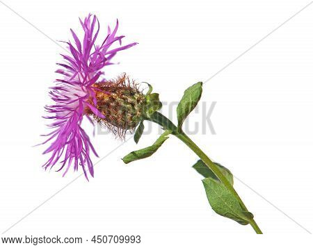 Wig Knapweed Purple Flower Head Isolated On White, Centaurea Phrygia Ssp. Pseudophrygia