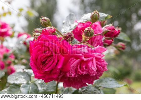 Bright Pink Climbing Rose In The Garden, Laguna Rose