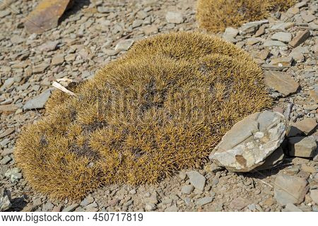 Balearic Milkvetch, Astragalus Balearicus, An Endemic Species Of Balearic Islands. Photo Taken In Th