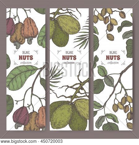 Set Of Color Three Labels With Pistachio, Coconut Tree And Cashew Nuts Sketch. Culinary Nuts Series.