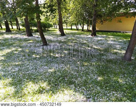 Fluff In Summer On The Grass Under The Shade Of Trees. Summer Hot Day In The Park. White Fluff Lies 