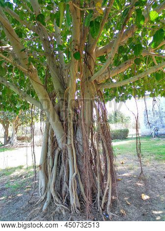 Indian Common Name: Banyan Tree,vat ( Bad ) Vruksh, Bargad Tree, Vad Zad, Ficus Bengalensis, Barh,