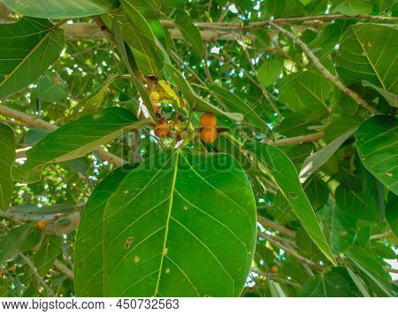 Indian Common Name: Banyan Tree,vat ( Bad ) Vruksh, Bargad Tree, Vad Zad, Ficus Bengalensis, Barh