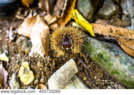 2021 10 23 Poleo Chestnut