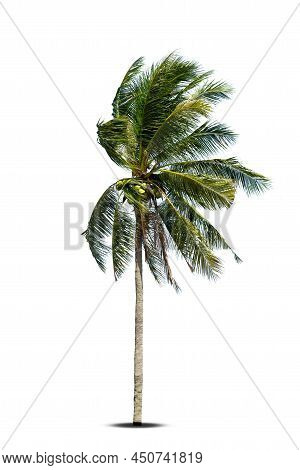 Coconut Tree Blowing In The Wind Isolated In White Background. Palm Tree Branches Blowing In The Win