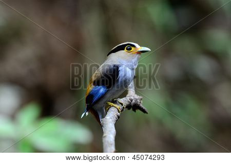 Samec Silver-breasted Broadbill (serilophus Lunatus)