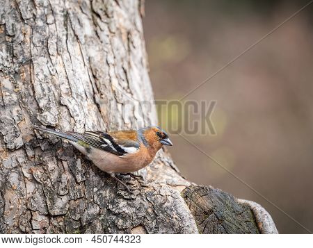 Common Chaffinch, Fringilla Coelebs, Sits On A Tree. Common Chaffinch In Wildlife.