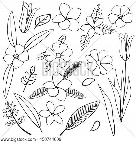 Champa Cosmos Jasmine Nerium Oleander Lily Leaf Flower Floral Silhouette Outline Line Element