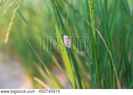 Channeled Applesnail Egg On Rice Green Plant. Pink Snail Eggs Cluster Of Golden Applesnail.