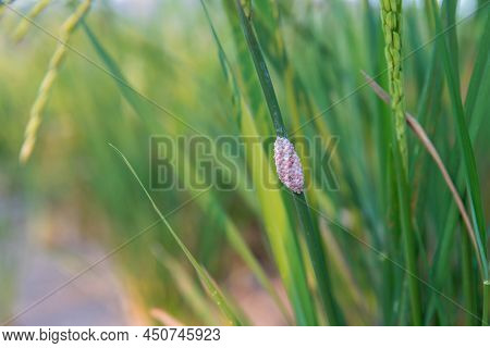 Channeled Applesnail Egg On Rice Green Plant. Pink Snail Eggs Cluster Of Golden Applesnail.