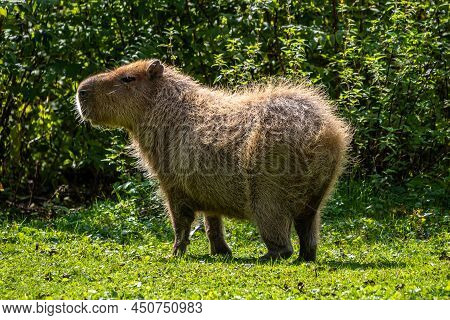 The Capybara, Hydrochoerus Hydrochaeris Is A Mammal Native To South America. It Is The Largest Livin