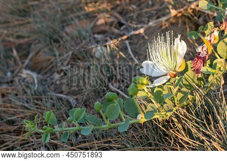 Flowering Plant Capparis Spinosa. White Flowers And Buds With Green Leaves. Vegetable Culture: Unblo