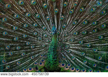 Close-up Male Green Peacock In Full Display. Elegant Eyespot On A Male Green Peafowl's Train Feather