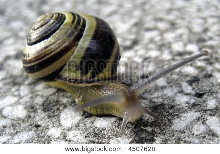 Bandad snigel