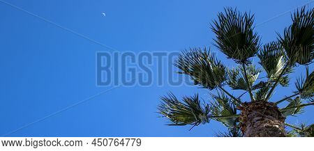 Palm Leaves Against A Blue Sky With Clouds. Tropical Background. Summer And Vacation
Concept. The So