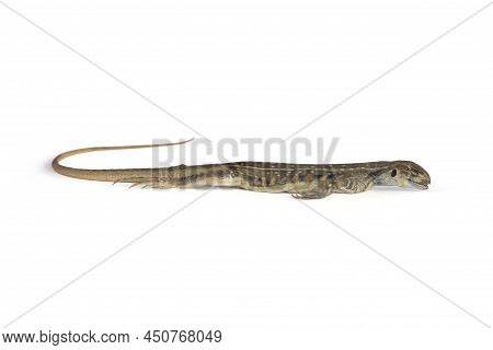 Died Common Butterfly Agama Lizard Or Leiolepis Belliana Has Long Tail Brown  And Orange Belly With 