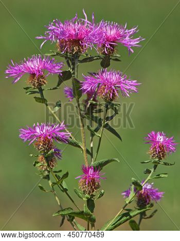 Wig Knapweed Purple Flower Head, Centaurea Phrygia Ssp. Pseudophrygia