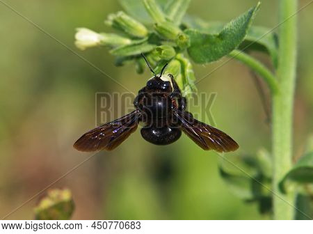 The Violet Carpenter Bee, Xylocopa Violacea On A Common Gromwell Flower