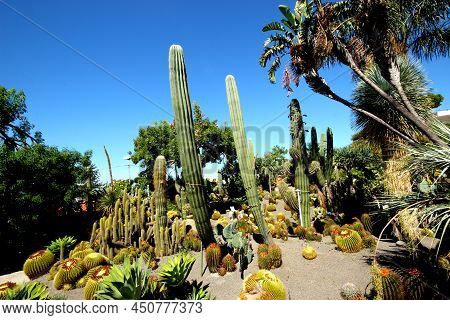 Cactus Garden,tastefully Installed Cacti In The Botanical Garden.