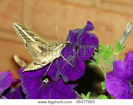 สฟิงซ์มีเส้นสีขาว (Hyles lineata)