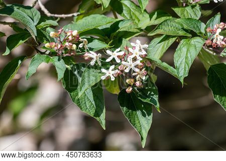 Hill Glory Bower (clerodendrum Infortunatum) Flowers