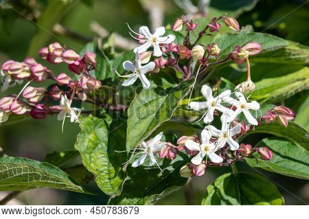 Hill Glory Bower (clerodendrum Infortunatum) Flowers