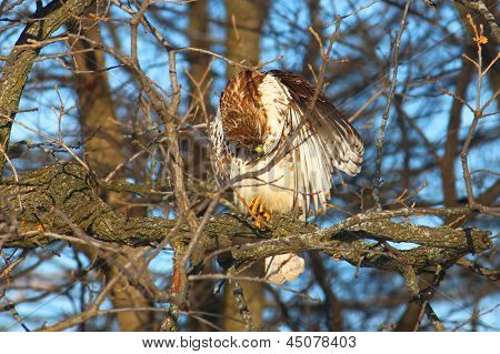 Rød - tailed Hawk (Buteo jamaicensis)