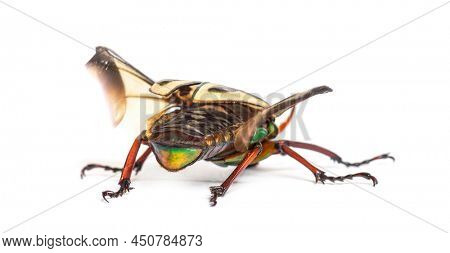 Flamboyant flower beetle, Eudicella gralli species,