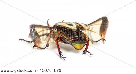 rear view of Flamboyant flower beetle, Eudicella gralli species,