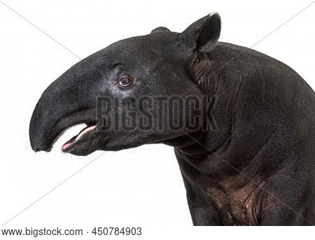 Portrait side view of Malayan tapir head, Tapirus indicus