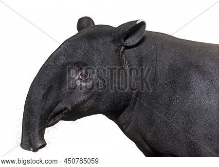 Portrait side view of Malayan tapir head, Tapirus indicus