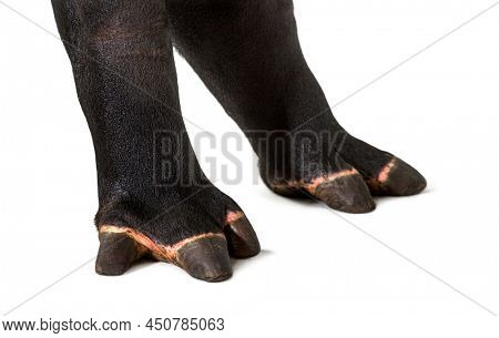 Close-up of Malayan tapir feet, Tapirus indicus