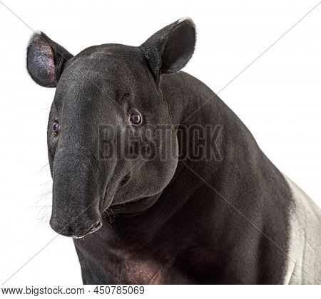 Portrait of Malayan tapir head, Tapirus indicus