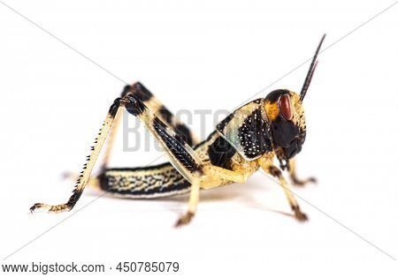 Crysalis stage of locust, Schistocerca gregaria, isolated