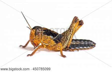 Crysalis stage of locust, Schistocerca gregaria, isolated