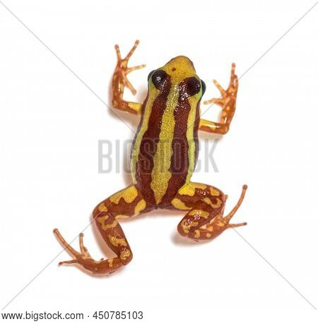 High view of Anthony's poison arrow frog, Epipedobates anthonyi