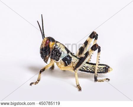 Crysalis stage of locust, Schistocerca gregaria, isolated