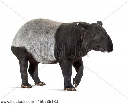 Malayan tapir walking, Tapirus indicus