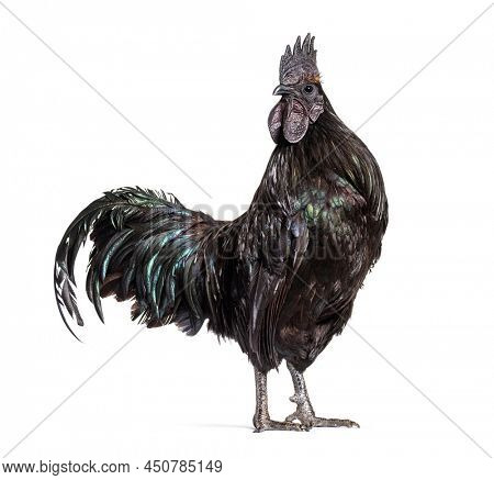 Ayam Cemani looking at the camera, isolated on white