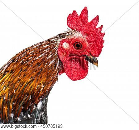 Close-up on a crested head of a Serama rooster