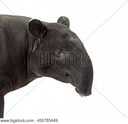 Portrait side view of Malayan tapir head, Tapirus indicus