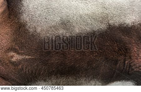 Close-up on Malayan tapir skin, fur, Tapirus indicus
