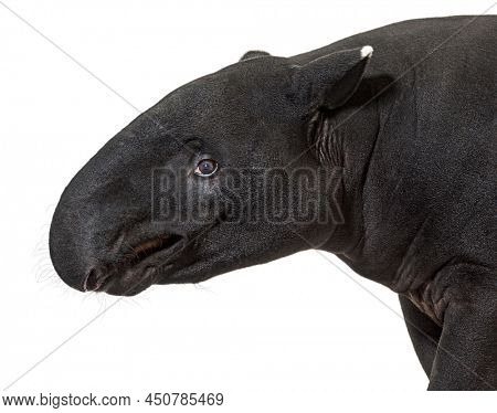 Portrait side view of Malayan tapir head, Tapirus indicus, isolated on white
