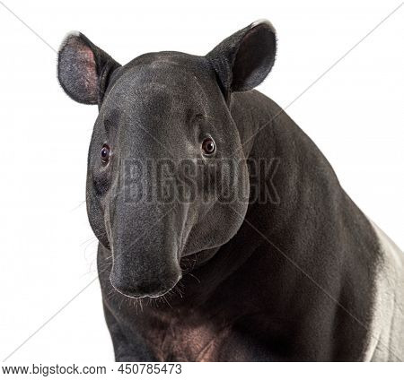 Head shot of Malayan tapir head, Tapirus indicus