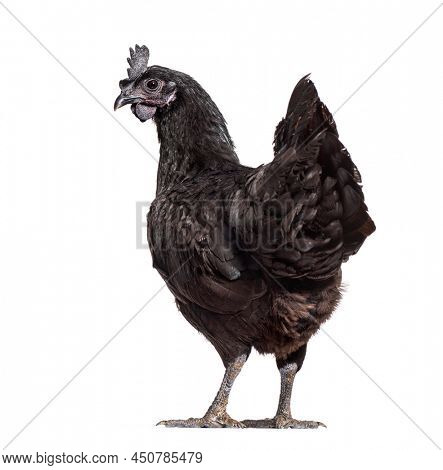 Back view of a Ayam Cemani hen looking back, isolated on white