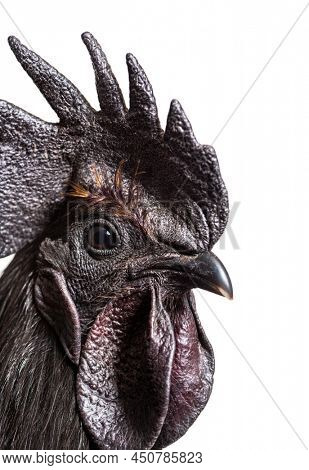 Close-up on a Ayam Cemani rooster chicken, isolated on white