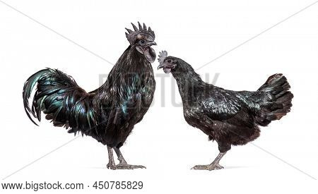 Couple of rooster and hen Ayam Cemani chicken, isolated on white