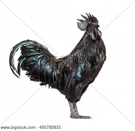 Profile view of a Ayam Cemani rooster, chicken, isolated on white